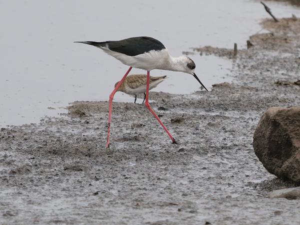 <h3><a href="/trips/marokko/biota/animalia/chordata/aves/024 charadriiformes/008 recurvirostridae/himantopus himantopus/himantopus himantopus-nl.html">Himantopus&nbsp;himantopus</a> / Black‑winged&nbsp;stilt / Steltkluut</h3>OM-1 Mark II met OLYMPUS M.150-400mm F4.5 TC, 1/2000 sec  bij F5.6, ISO 1250, afstand 52.4&nbsp;m